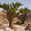 Frankincense essential oil is obtained from Boswellia carterii