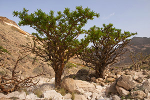 Frankincense essential oil is obtained from Boswellia carterii