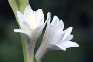 Blossoming tuberose flowers