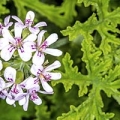 Profile of geranium essential oil