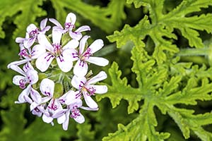 Profile of geranium essential oil