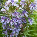 Rosemary essential oil helps improve memory