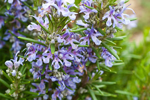 Rosemary essential oil helps improve memory