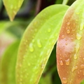 Cinnamon leaf essential oil