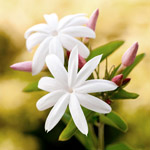 Jasmine absolute is produced from Jasminum officinale L. forma grandiflorum