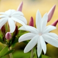 Jasmine absolute oil profile