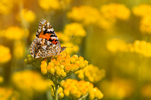 The Health Benefits of Helichrysum Essential Oil