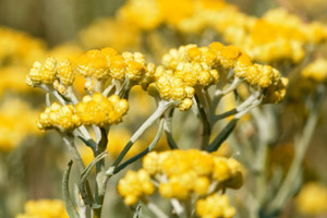 Blossoming flowers of Helichrysum italicum