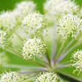 Angelica Root Essential Oil