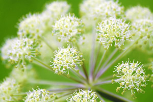 Angelica Root Essential Oil Uses and Benefits