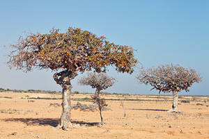 Myrrh trees can seemingly grow anywhere!