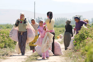 Carrying the collected rose blossoms for weighing