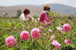 Harvesting rose blossoms