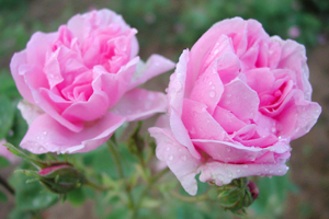 Blossoming flowers of Rosa damascena to make rose otto