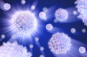 White blood cells produce antibodies