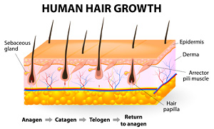 Diagram of hair follicles