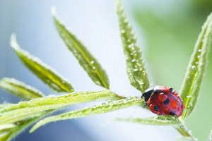 Springtime Aromatherapy Around Your Home