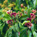 Ripe clove buds ready for picking