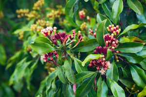 Ripe clove buds ready for picking