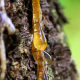 Elemi Essential Oil Profile