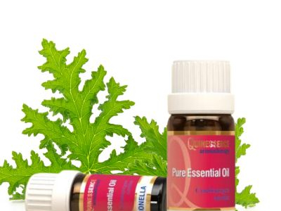 Discover Citronella Essential Oil