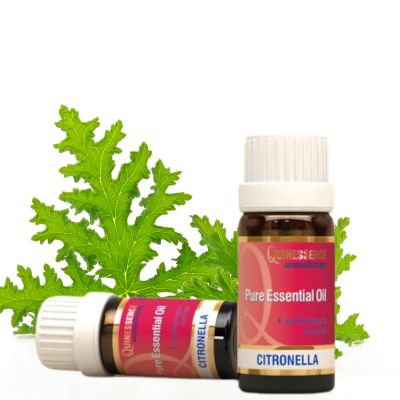 Discover Citronella Essential Oil