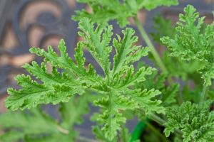 Citronella plant for essential oil