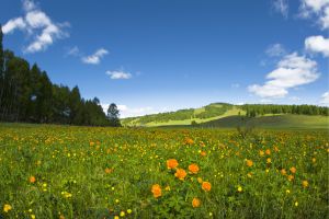 Springtime renewal with aromatherapy