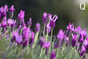 French Lavender Essential Oil