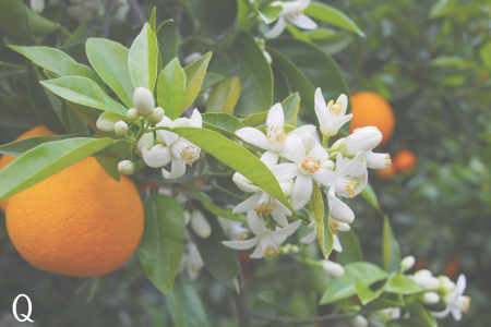 Summer in a Spray: Meet Orange Blossom Hydrosol