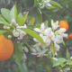 Summer in a Spray: Meet Orange Blossom Hydrosol