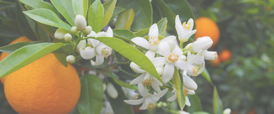 Summer in a Spray: Meet Orange Blossom Hydrosol