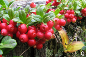 juniper berry in their natural habitat