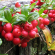 Celebrate Nature With The Power of Berries