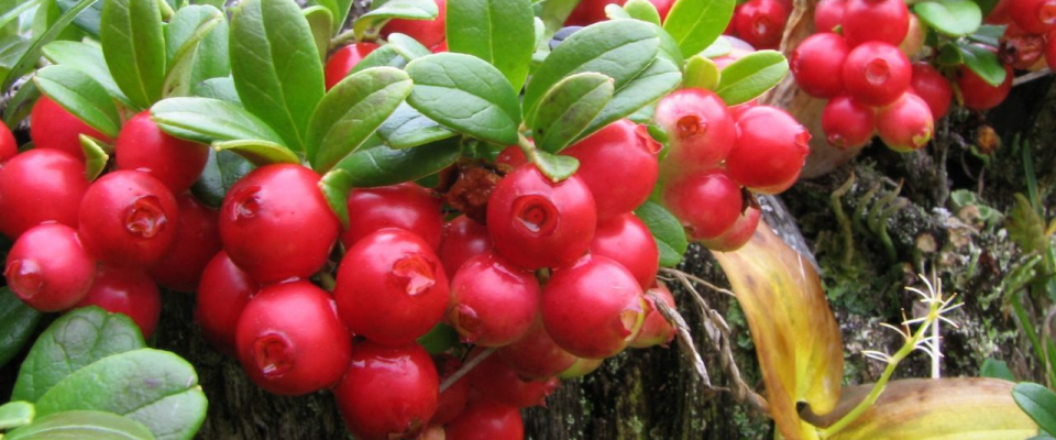 Celebrate Nature With The Power of Berries