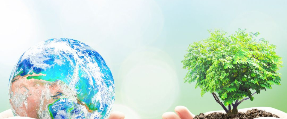 Celebrating World Vegan Day with Ethical Aromatherapy