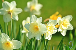 Daffodil in bloom