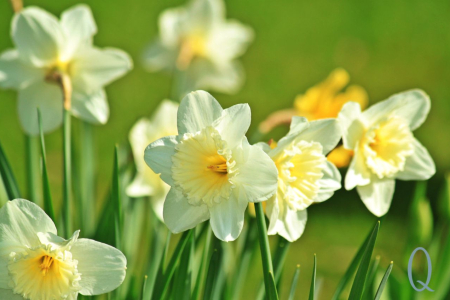 Golden Hour & Bloom: Diffuser Blends for the End of May