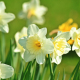 Golden Hour & Bloom: Diffuser Blends for the End of May