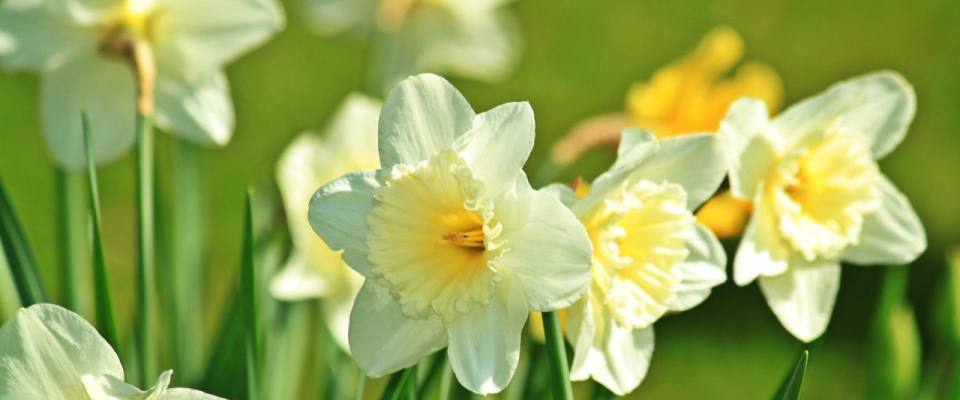 Golden Hour & Bloom: Diffuser Blends for the End of May