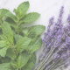 The Cooling Rituals: How to Use Peppermint and Lavender for Summer Relaxation