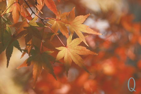 The Autumn Equinox: Aromatherapy for a Seasonal Reset