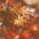 The Autumn Equinox: Aromatherapy for a Seasonal Reset
