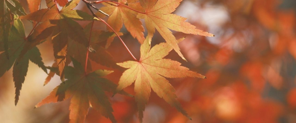 The Autumn Equinox: Aromatherapy for a Seasonal Reset