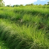 Vetiver grass