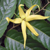 Ylang ylang flower