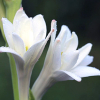 Blossoming tuberose flowers