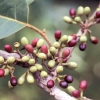 The ripening fruits of May chang (Litsea cubeba)