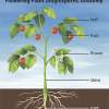 Understanding plant anatomy helps to understand essential oils