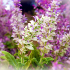 Essential oil of clary sage in aromatherapy